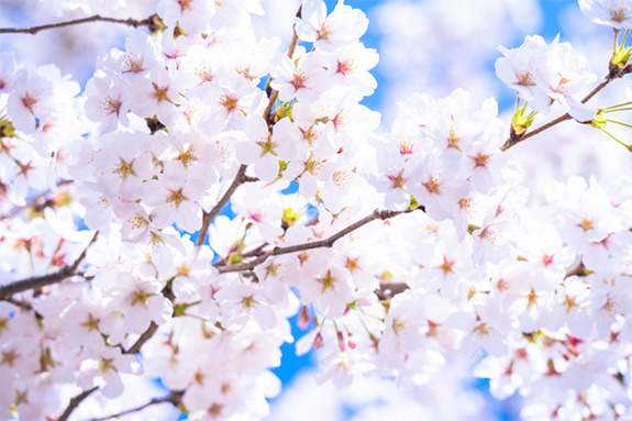 写真：桜のイメージ