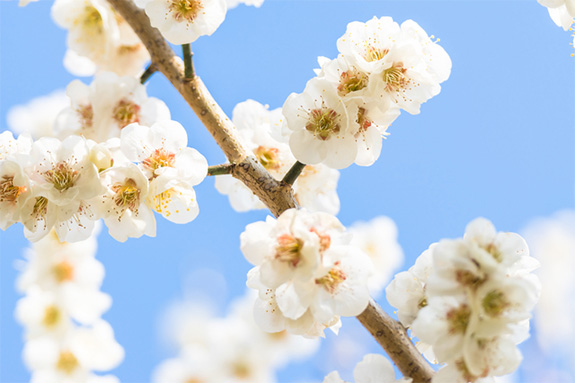 写真：梅の花のイメージ